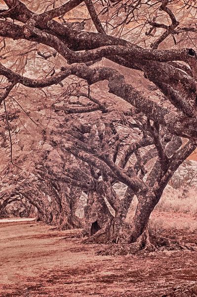 Eggers, Terry 아티스트의 USA-Hawaii-Kauai-Infrared Island of rows of trees on Kauai작품입니다.